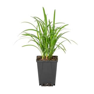 METROLINA GREENHOUSES Green Liriope Ground Cover Plant (1-Plant) 42666