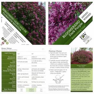 PROVEN WINNERS 1 Gal. Bloomerang Dark Purple Reblooming Lilac (Syringa) Live Shrub Purple Flowers SYRPRC1026101