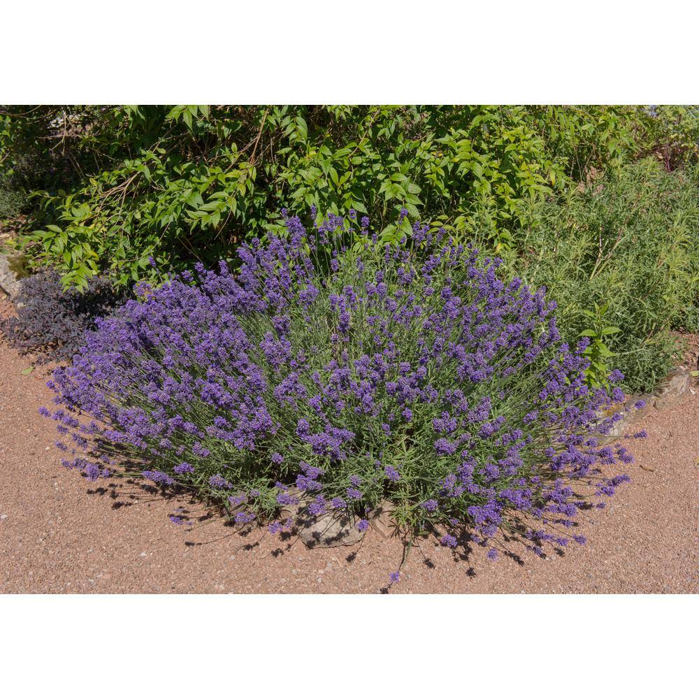 Online Orchards 1 Gal. English Lavender Plant with Incredible Purple Color and Fragrance (2-Pack) SBLV001