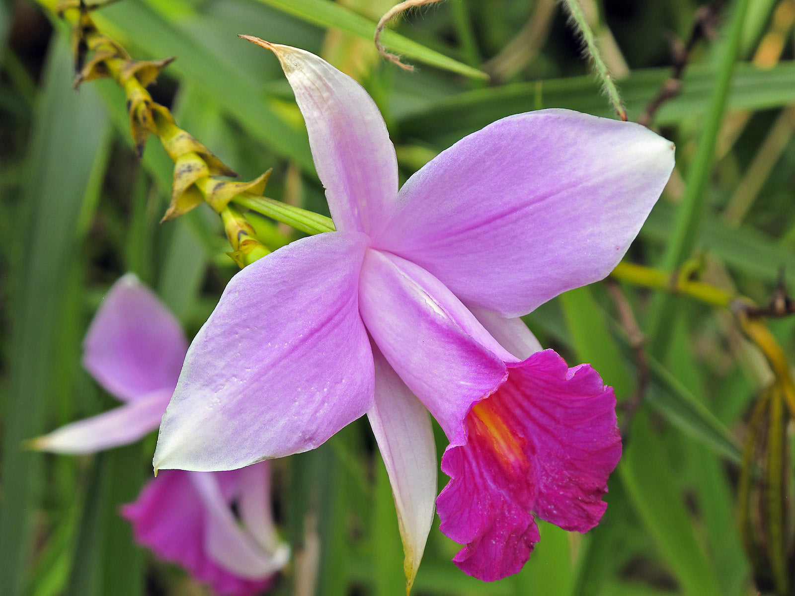 Live Pink Arundina Graminifolia Bamboo Orchid Plant Roots 5 Pk