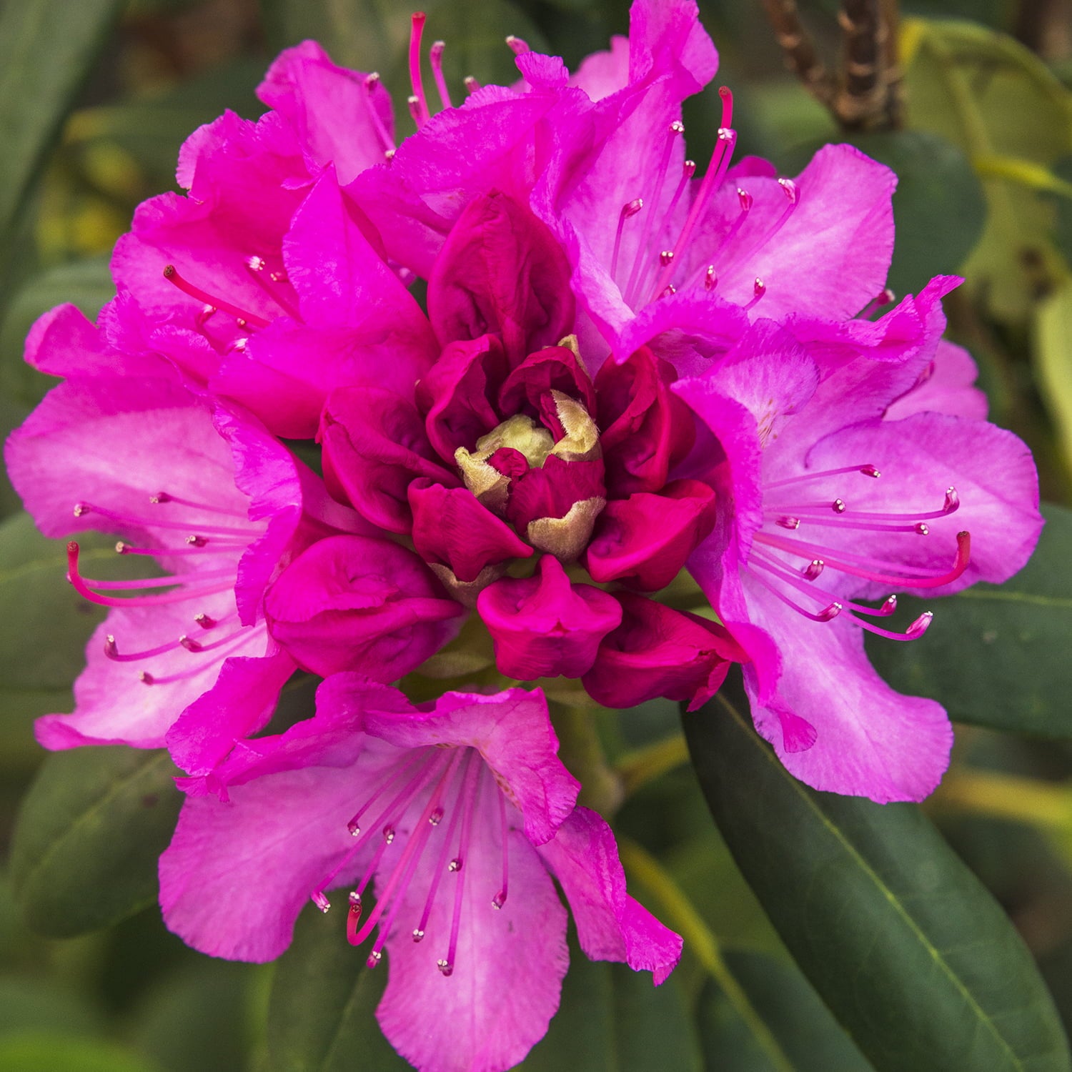 Roseum Elegans Rhododendrdron Bare Root Starter Stater Flowering Shrub (1-Pack)