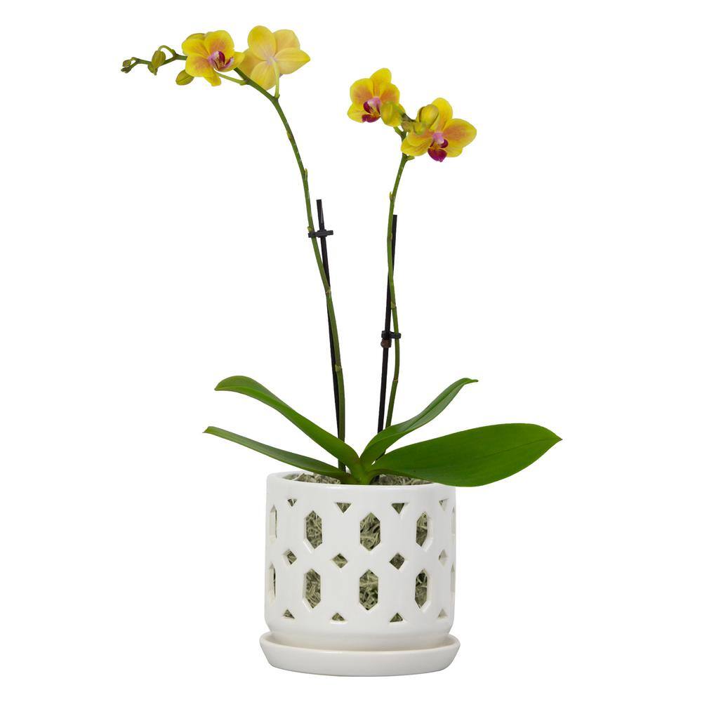 Vigoro 5 in. Dixie Small White Open Orchid Ceramic Planter (5 in. D x 5 in. H) with Drainage Hole and Attached Saucer CR01720S-05W