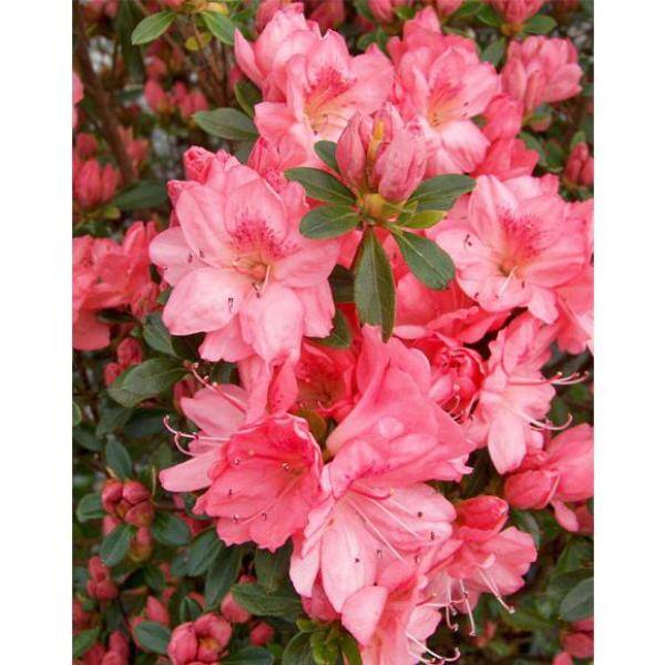 BELL NURSERY 1 Gal. Blaauw's Pink Azalea Live Shrub Pink Flowers (3-Pack) AZLEA1BLW3PK