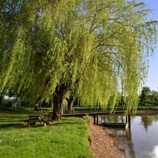 1 Gal. Weeping Willow Deciduous Tree WILWEE01G