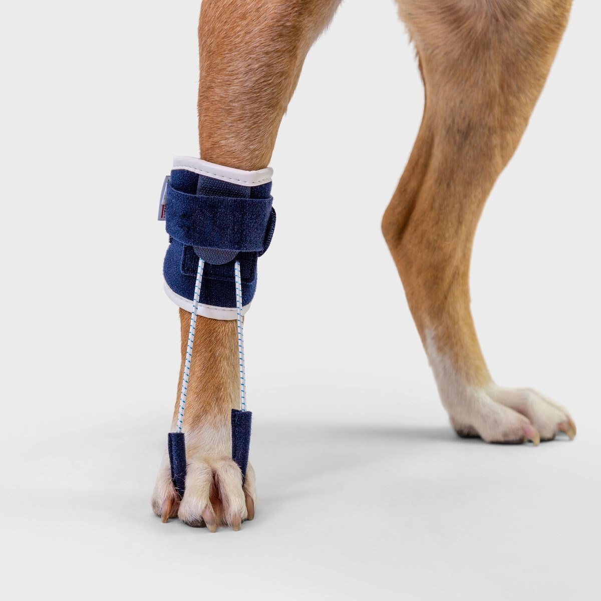 Balto Pull Hyperflexion Phalanges Dog Brace