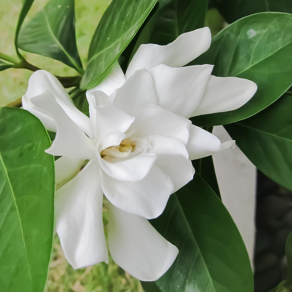 Frost Proof Gardenia