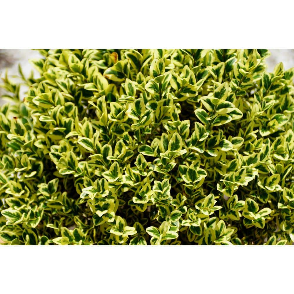 BELL NURSERY 2 Gal. Variegated Boxwood (Buxus Variegata) Live Evergreen Shrub BUXUS2VAR1PK