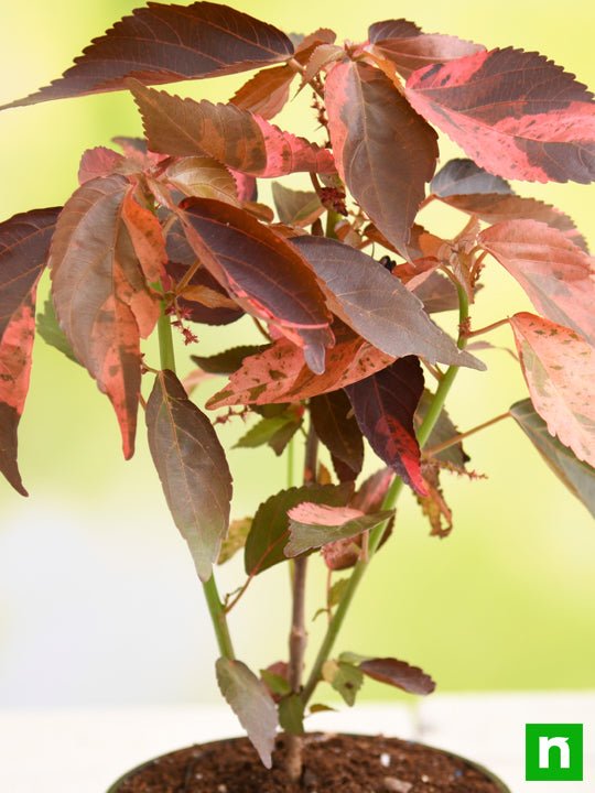 Acalypha wilkesiana, Copperleaf - Plant