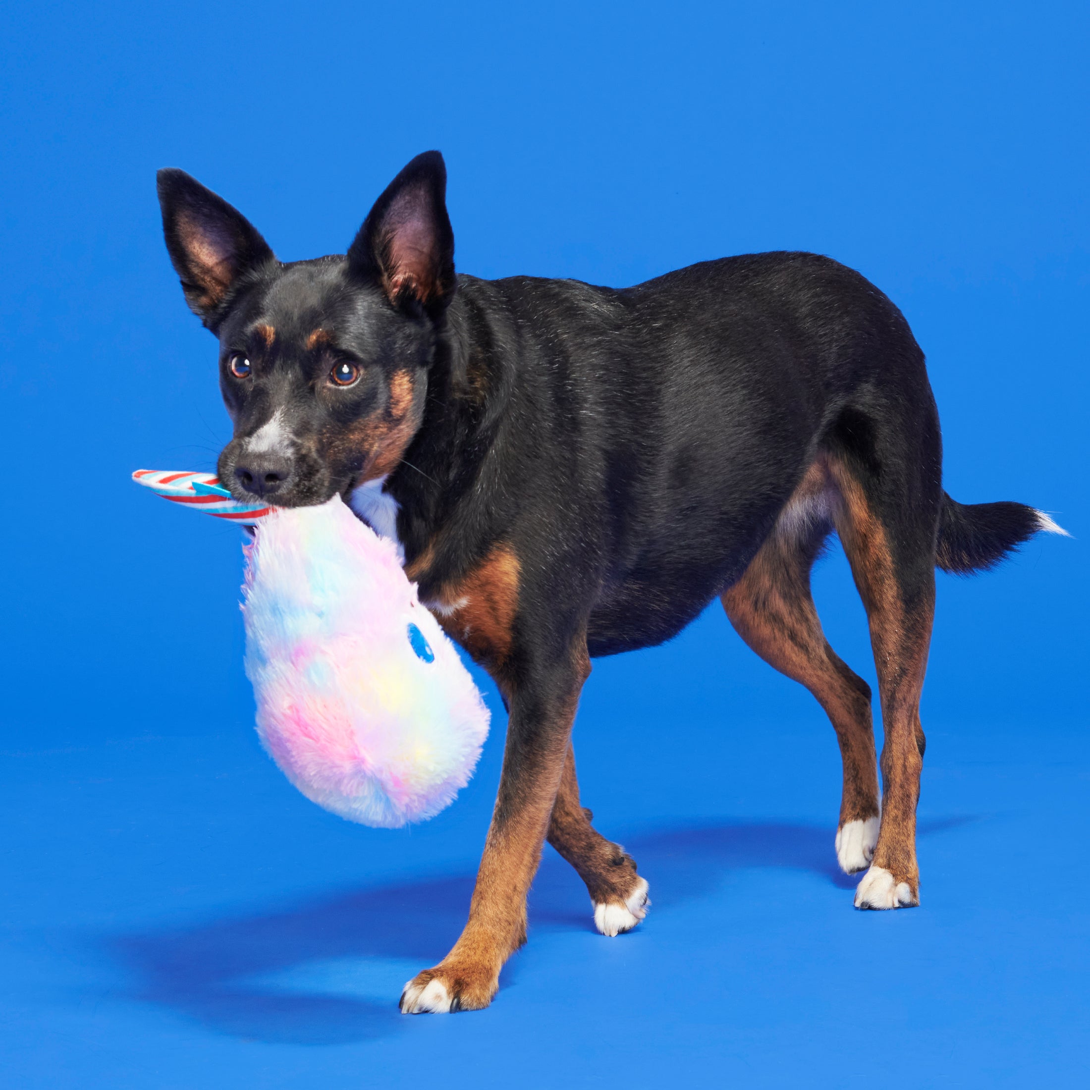 BARK Cotton Candy Eyed Joe - Yankee Doodle Dog Toy， with Bonus Spiky Squearker Ball， all Dog Sizes