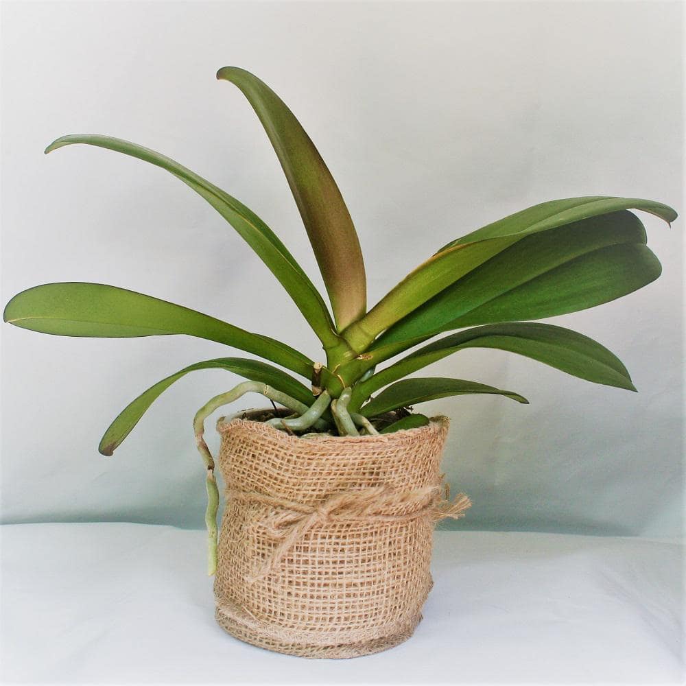 Grower's Orchid Phalaenopsis in 5 in. Plastic Pot GROPHALPK1