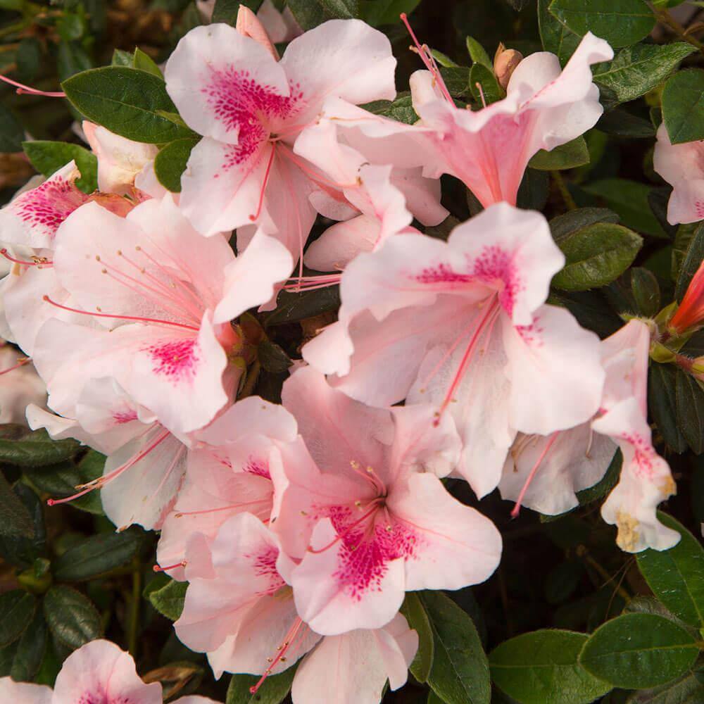 ENCORE AZALEA 1 Gal. Autumn Chiffon Encore Azalea Shrub with Bicolor White and Magenta Pink Reblooming Flowers 80401