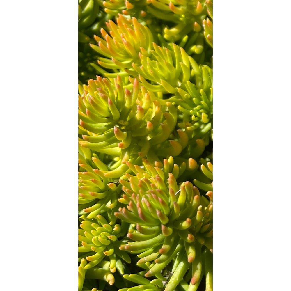 Gold Sedum Plants Pet-Safe Spreading in Pots (3-Pack) W1009-GS3