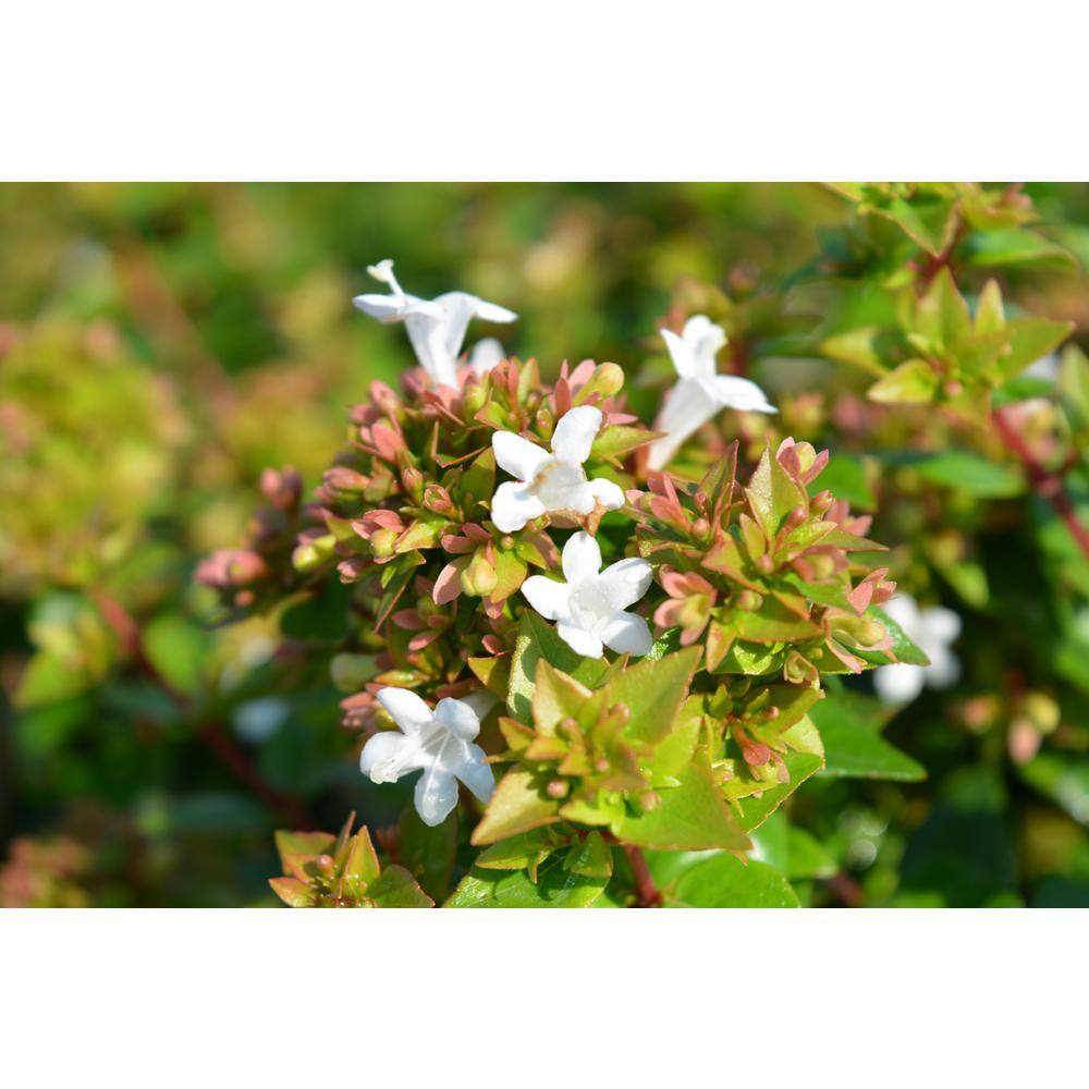 Vigoro 2.5 Gal. Rose Creek Abelia Shrub Tough Plant with White Flowers that Attract Butterflies Deer-Resistant 10014