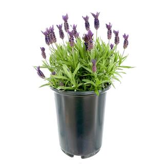 2.5 Qt. Spanish Purple Perennial Lavender Stoechas 1080