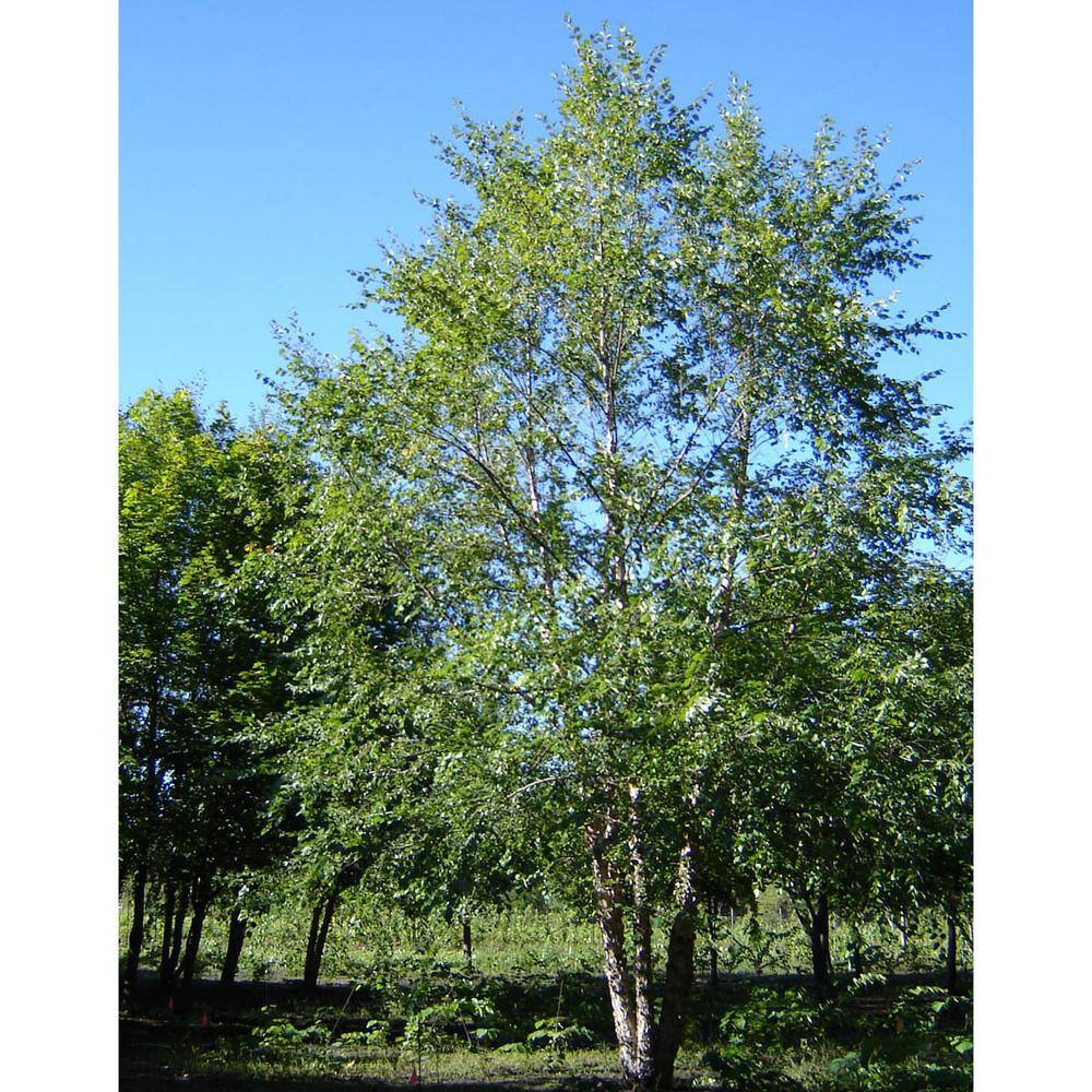 Spring Hill Nurseries 2.25 Gal. Northern Tribute River Birch Ornamental Tree Grown in a Pot (1-Pack) 92301