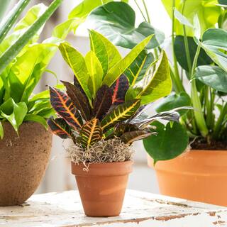 Spring Hill Nurseries 4 in. Pot Petra Croton Live Potted Tropical Plant (1-Pack) 76566