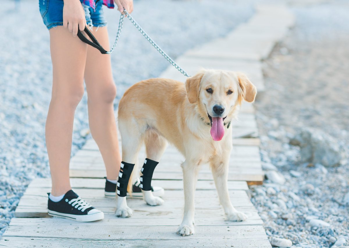 NeoAlly Rear Leg Dog Brace