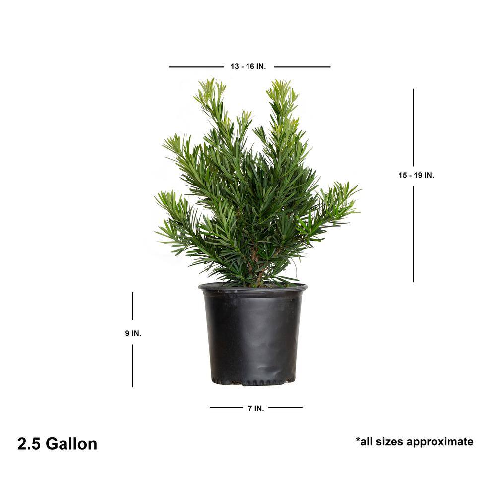 FLOWERWOOD 2.5 Gal. Pringles Dwarf Yew Evergreen Shrub 48493FL