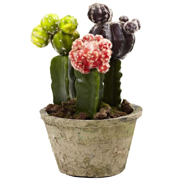 Colorful Cactus Gardens (Set of 2)