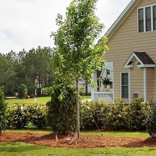 7 Gal. October Glory Maple Shade Tree MAPOCT07G