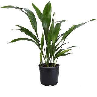 Brighter Blooms 3 Gal. Cast Iron Plant Aspidistra Elatior Plant in Black Pot CAS-PLA3