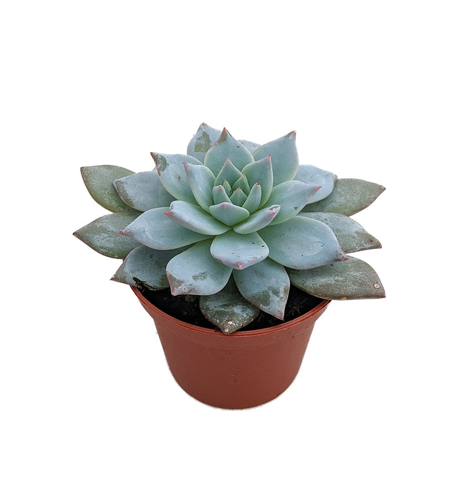 Blue Bird Succulent Plant - Echeveria - Easy to grow - 2.5