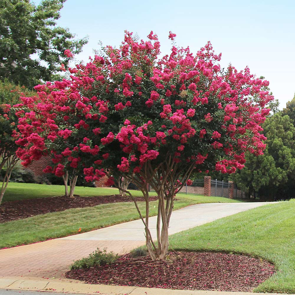 Tonto Crape Myrtle Tree