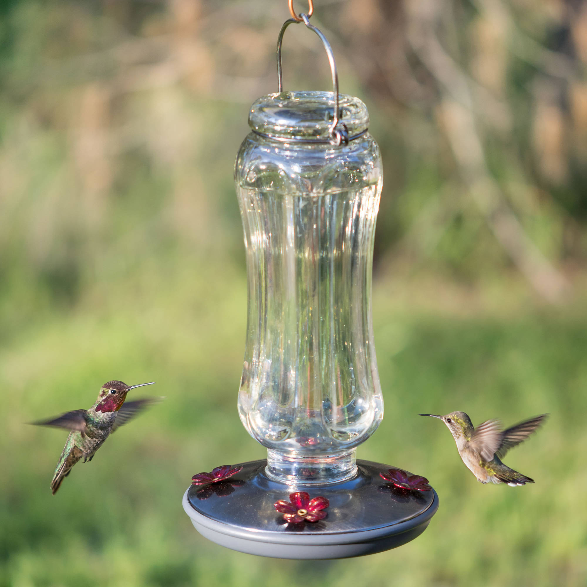 Perky-Pet Clear Starglow Vintage Glass Hummingbird Feeder - 16 oz