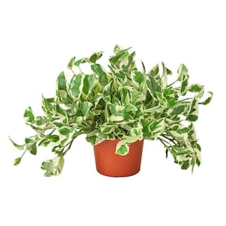 Pothos N'Joy Epipremnum Pinnatum Plant in 6 in. Grower Pot 6_POTHOS_NJOY