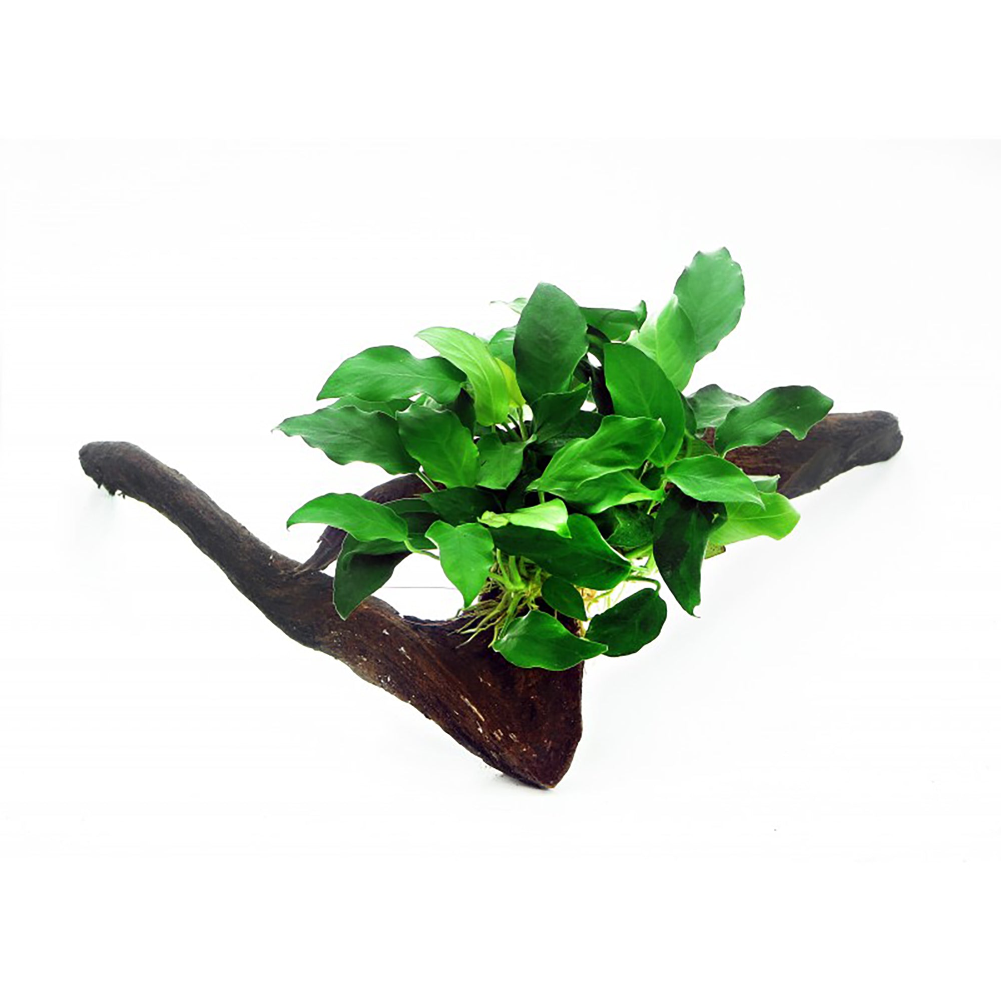 Anubias Barteri (Nana) Bare Root Small Live Aquarium Plants BUY2 GET1 FREE