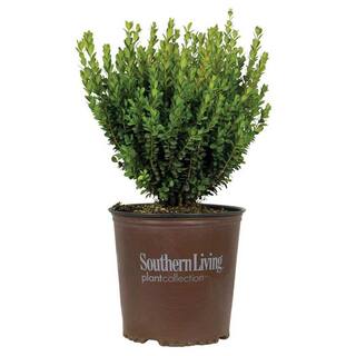 SOUTHERN LIVING 2 Gal. Boxwood Baby Gem Live Shrub Plant Glossy Green Foliage 06092