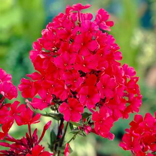 VAN ZYVERDEN Tall Phlox Paniculata Blend (Set of 5 Roots) 83862