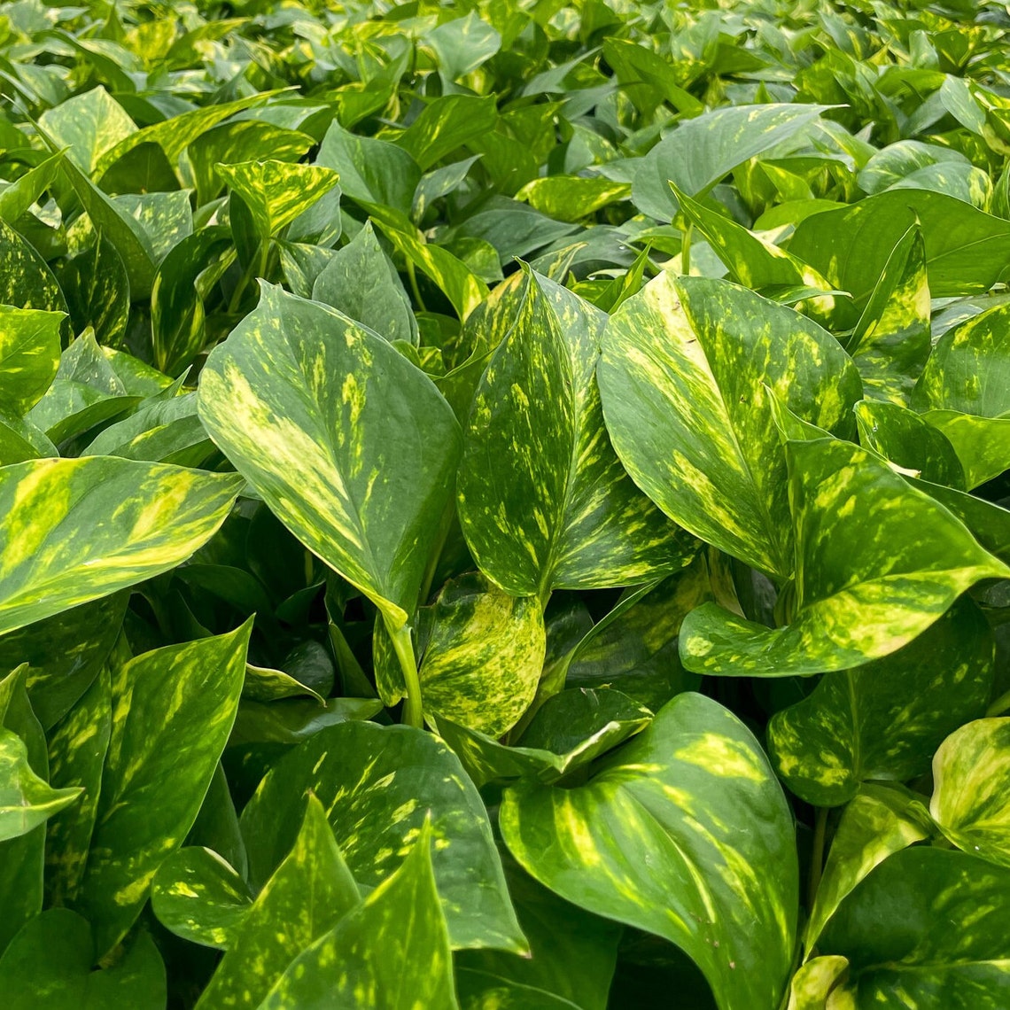 Live Golden Pothos Plant - 6