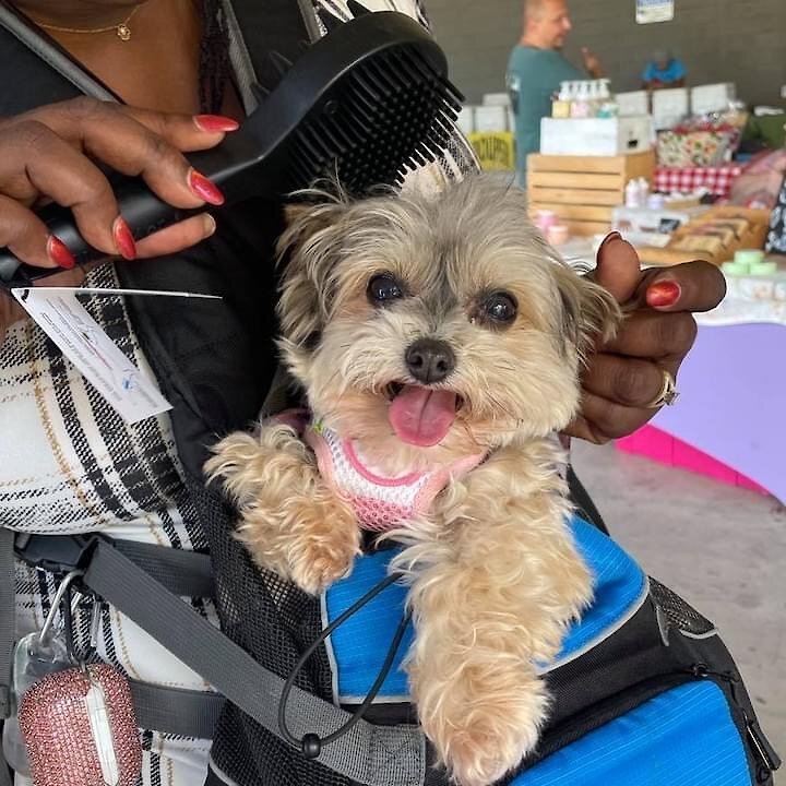 Curry on a Stik Horse and Dog Grooming Brush