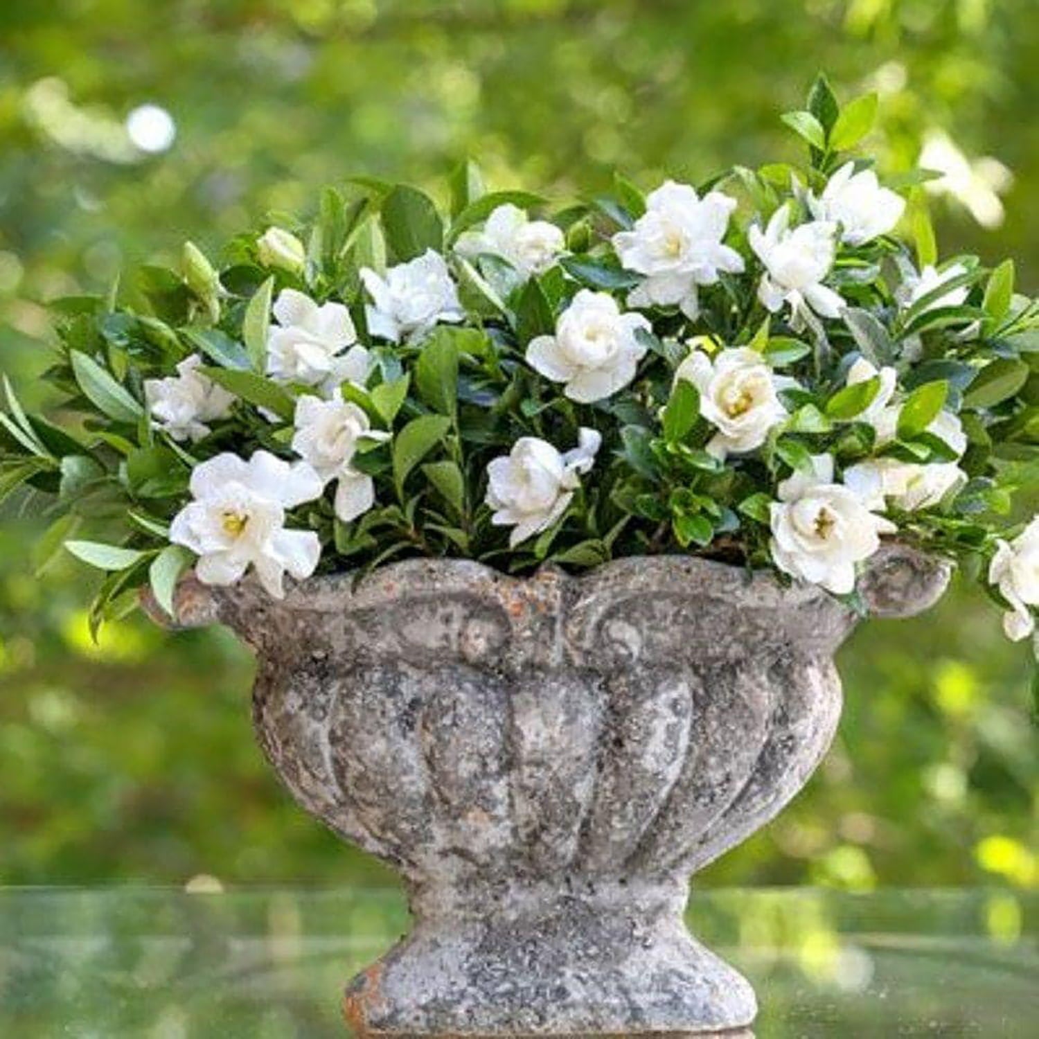 Jubilation Gardenia (2.5 Quart) Flowering Evergreen Shrub with Fragrant White Blooms - Full Sun to Part Shade Live Outdoor Plant / Bush - Southern Living Plant Collection