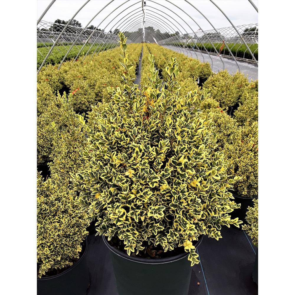 Online Orchards 1 Gal. Variegated Boxwood Shrub with Vivid Green and White Trimmed Foliage (2-Pack) EGBX008