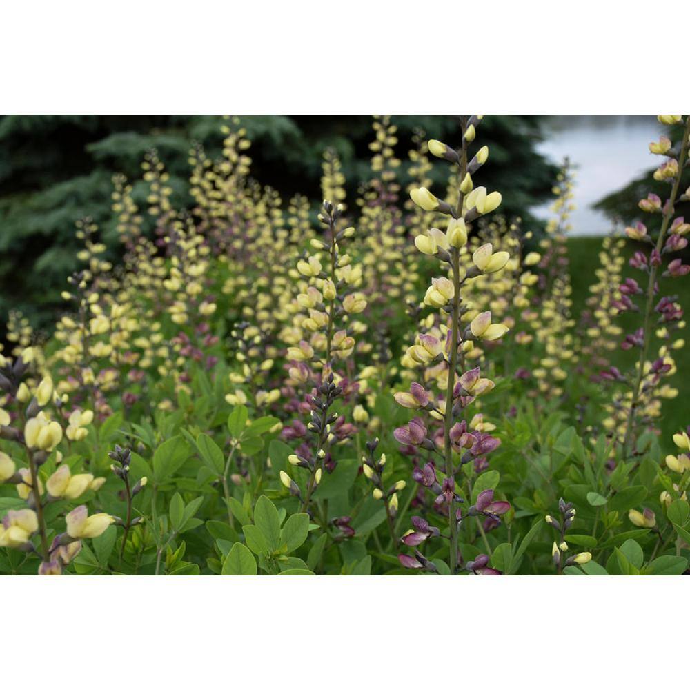 PROVEN WINNERS 3 Gal. Pink Lemonade Baptisia Live Perennial Plant (1-Pack) BAPTI3PLM1PK