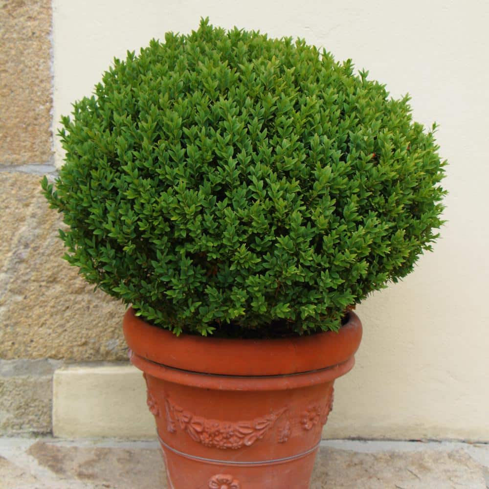 national PLANT NETWORK 2.5 qt. Boxwood Wintergreen Shrub HD1073