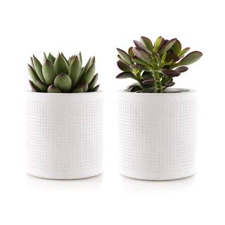 2.5 in. Assorted Succulent Set in White Dot Pot (2-Pack) SUCCLYAS325SWD