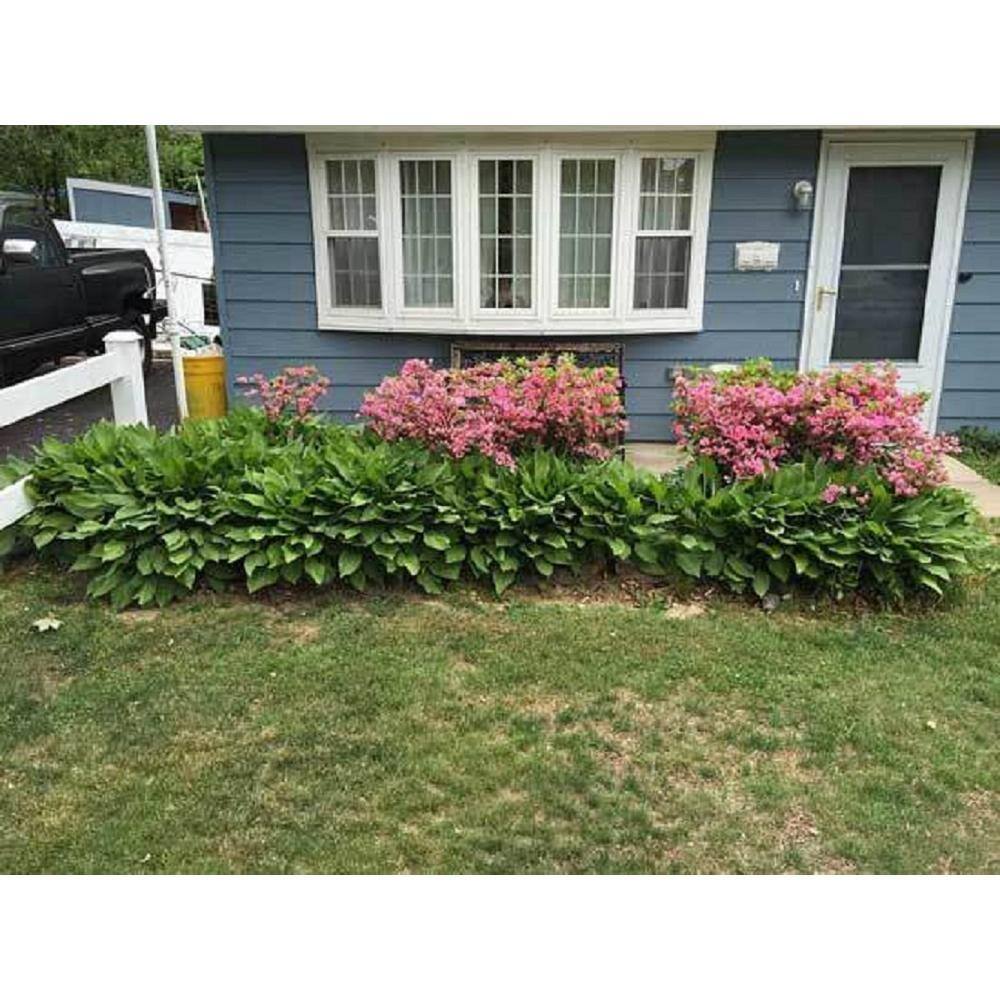 BELL NURSERY 1 Gal. RoseBud Azalea Live Flowering Evergreen Shrub Rosy Pink Double Flowers AZLEA1RBD1PK