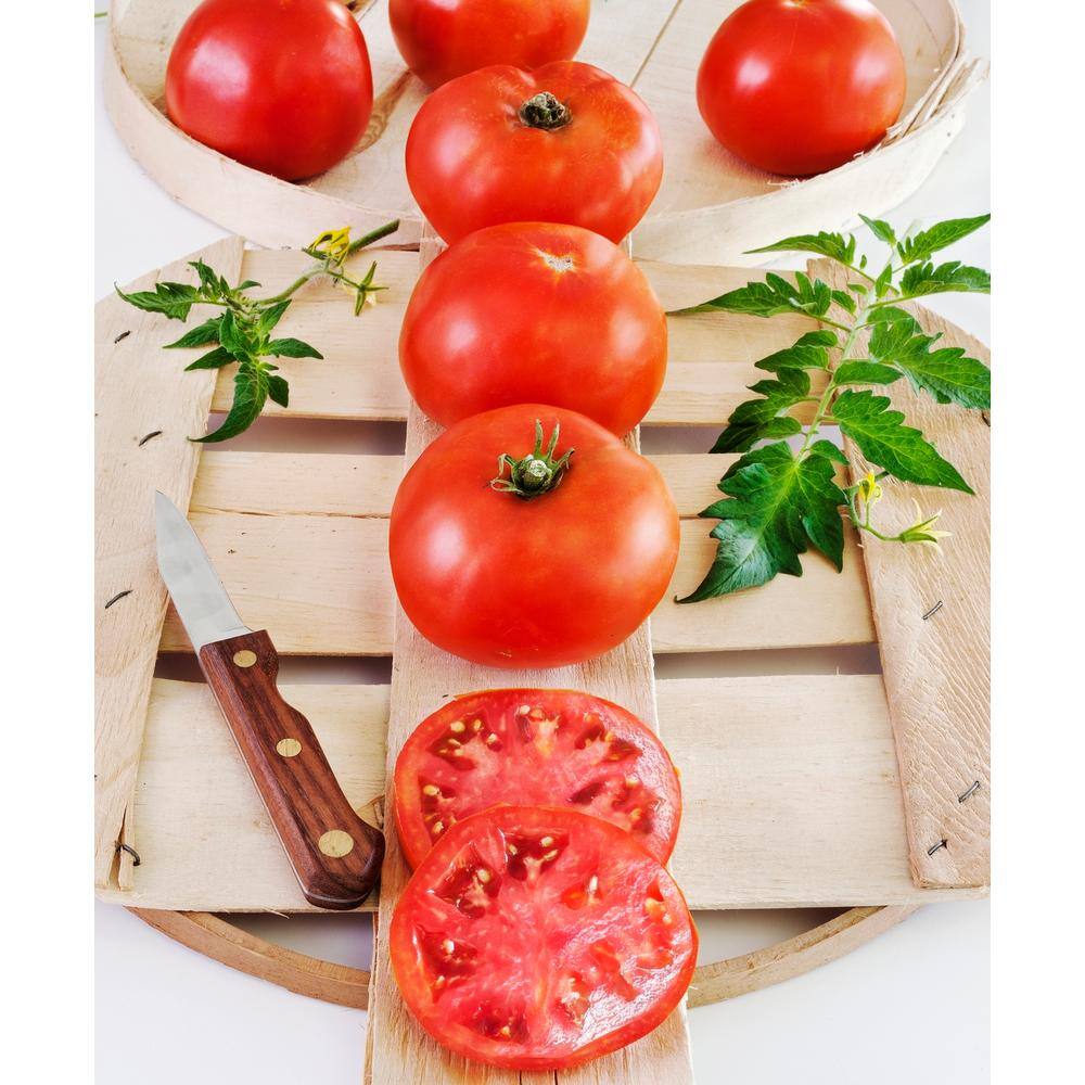 Bonnie Plants 19 oz. Big Boy Tomato Plant 1003800590