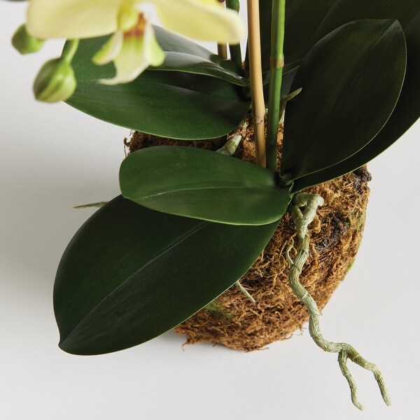 Phalaenopsis Orchid DropIn 23