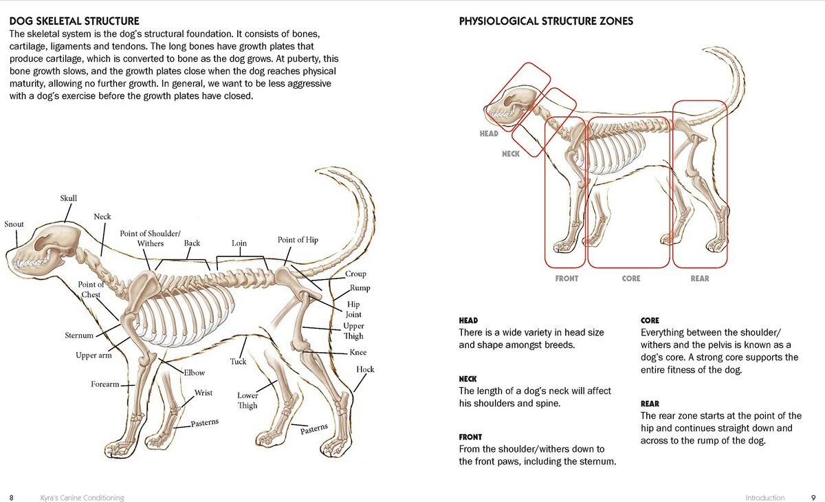 Kyra's Canine Conditioning