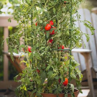 Gardener's Blue Ribbon Ultomato Tomato Plant Cage TMC60