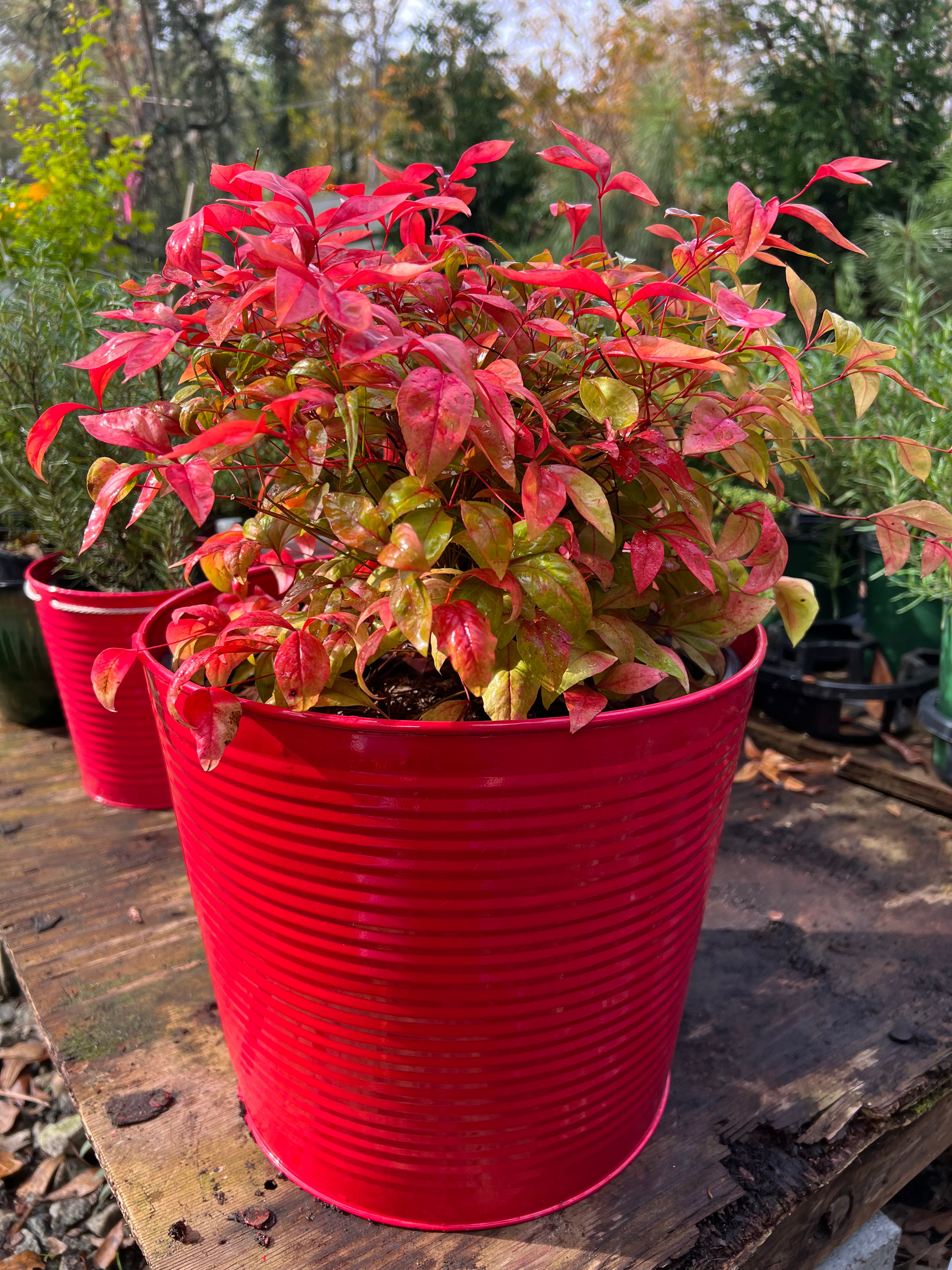 Nandina Firepower