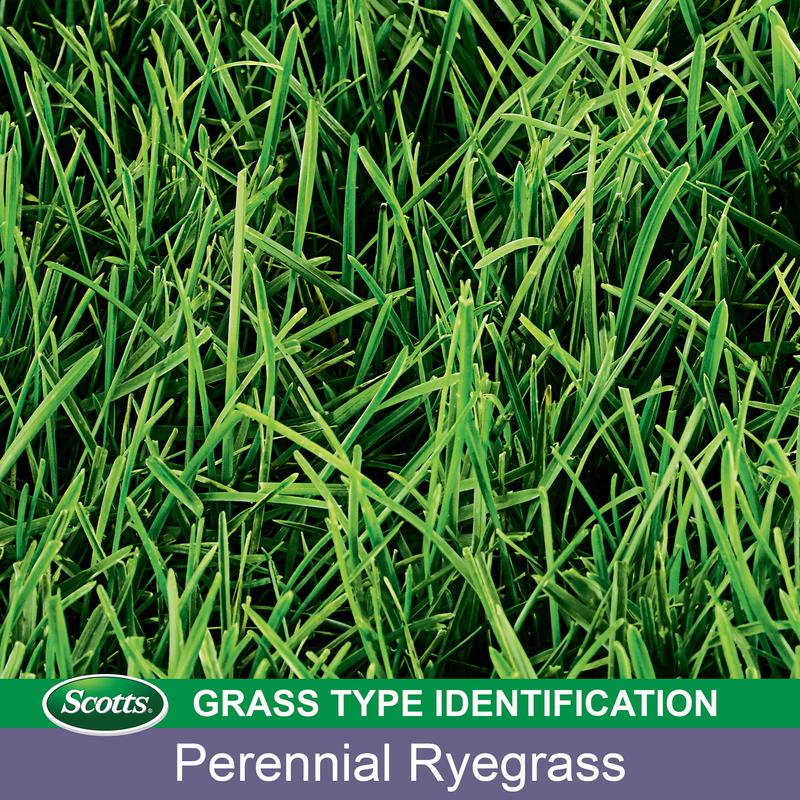 TB PERENNIAL RYEGRASS 3#