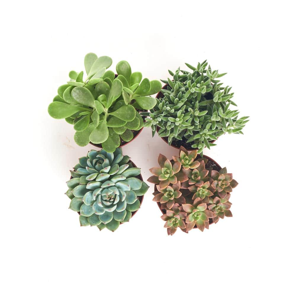 Shop Succulents 4 in. Assorted Succulent Collection Succulent (Collection of 4) A4-4