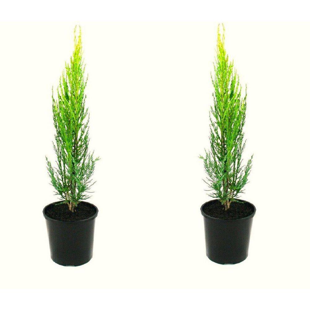 1 Gal. Skyrocket Juniper Shrub with Fast Growing Blue Foliage (2-Pack) CFJP006