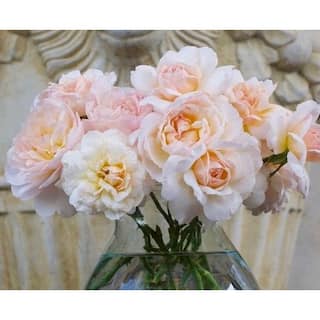 BELL NURSERY 3 Gal. Moonlight in Paris Rose with Cream Flowers (2-Pack) ROSA3MIP2PK