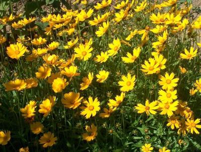 Classy Groundcovers - Coreopsis 'Nana' Tickseed， Mouse-eared Coreopsis， Dwarf Eared Coreopsis {25 Pots - 3 1/2 inch Square}